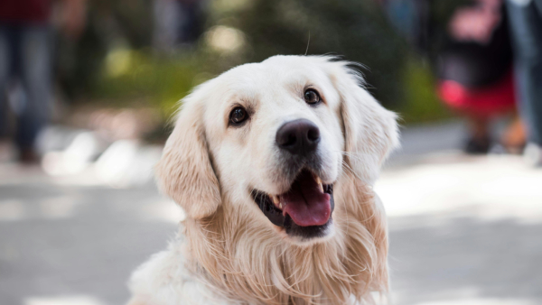 viral video man try to make dog run fell from the third floor and died