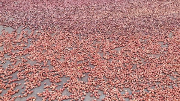 Know Arecanut Price In Shivamogga Market