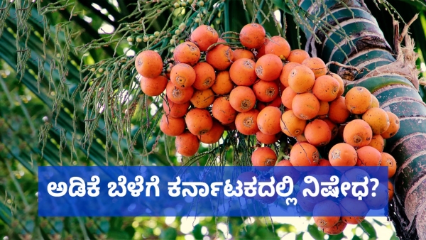 Arecanut Crop And Lab Reports Are Saying This Now