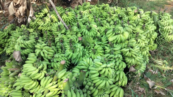 Banana Prices Suddenly Drop Farmers are worried Know statistics details