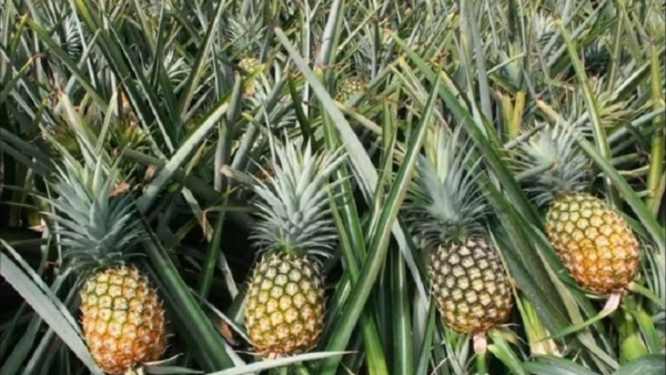 Health Tips What Is The Benefits Of Pineapple