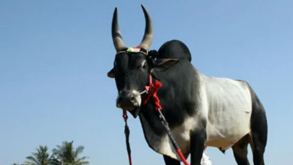 bull attacked an old woman in Delhi video went viral on social media bull attacked an old woman in Delhi video went viral on social media