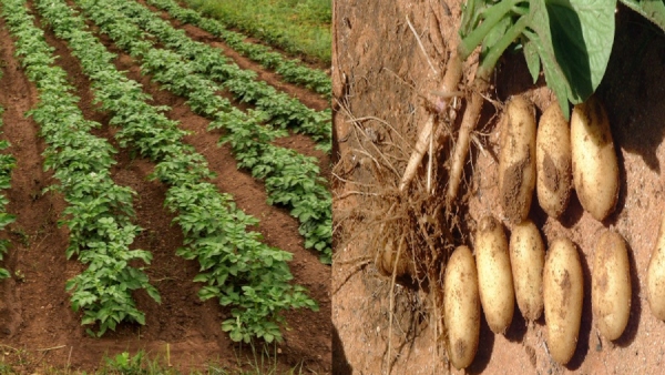 Chikkaballapur farmers are preparing as the weather is conducive for planting potatoes
