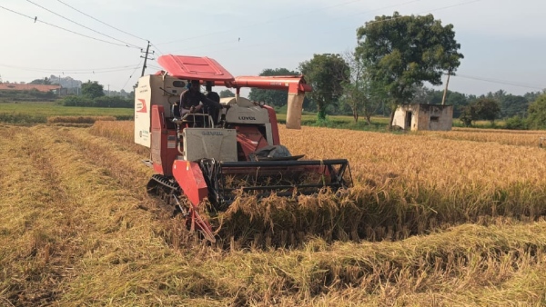 chikkaballapur - shortage of labourers - paddy Harvesting machines are expensive