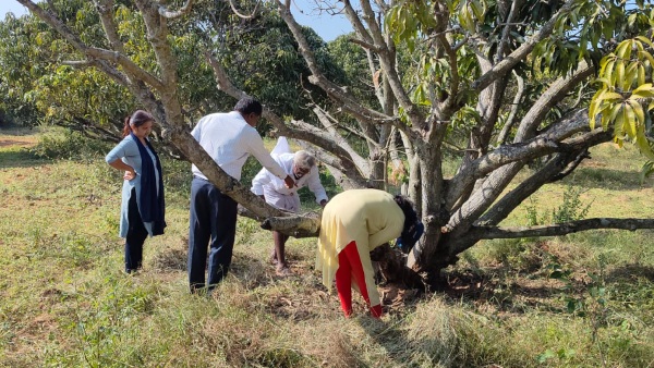 Chikkaballapur Mango and purple crops facing stem borer threat Scientists suggest using medicine