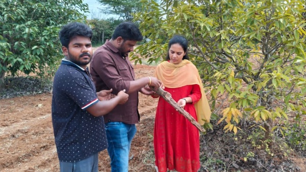 Chikkaballapur Mango and purple crops facing stem borer threat Scientists suggest using medicine
