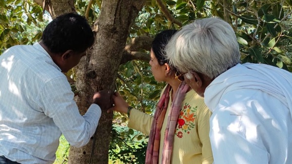 Chikkaballapur Mango and purple crops facing stem borer threat Scientists suggest using medicine
