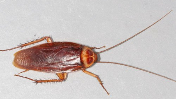 A Chinese Youth Extorted Money By Placing Condoms And Cockroaches In Hotel Rooms