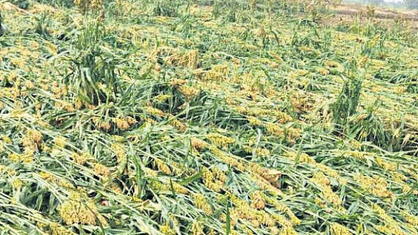 A List Of Farmers Published Whose Crops Were Damaged Due To Heavy Rains In Chitradurga