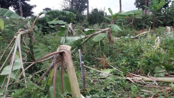 Farmers In Chamarajanagar Are Facing New Challenges As A Elephant Damage Crops