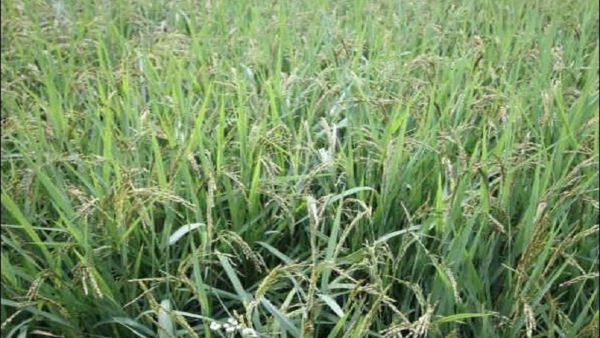 How To Get Rid Of Diseases Affecting Rice Crop
