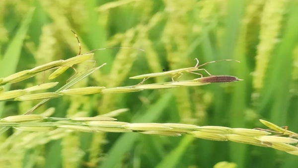 How To Get Rid Of Diseases Affecting Rice Crop