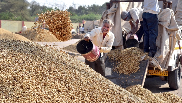 Minimum Support Price For Groundnut Purchase Announced For Farmers