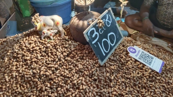 Why is kadalekai parishe celebrated in Basavanagudi Know its importance