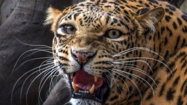 Leopard Sudden Attack on Bison in Bandipur video viral