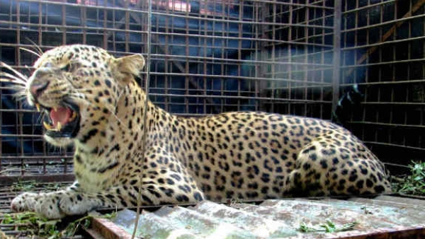 Leopard captured in Kadleguddu village Leopard captured in Kadleguddu village