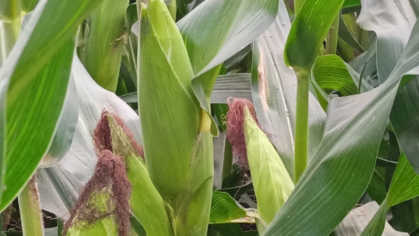 Minimum Support Price Crop Purchase MSP Announcement For Farmers