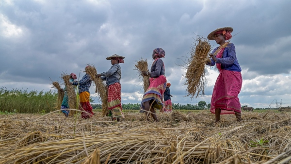 Minimum Support Price Announced For Paddy Purchase from Farmers