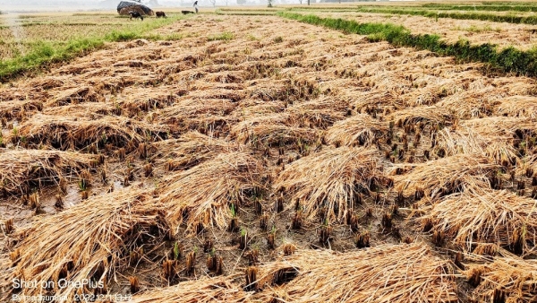 This Time The Rent Has Been Fixed For The Paddy Harvesting Machine At Mysuru