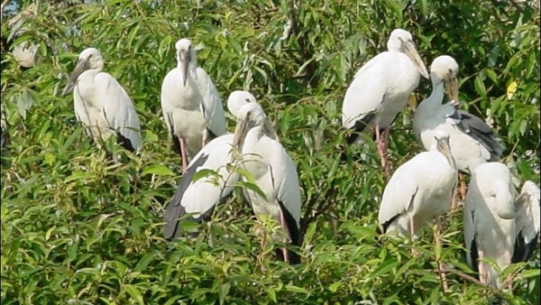 Travel News It Is The Right Time To Visit Ranganathittu Bird Sanctuary