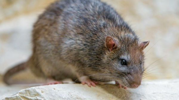 Rat Fever Found In Three Maternal In Ballari Government Hospital