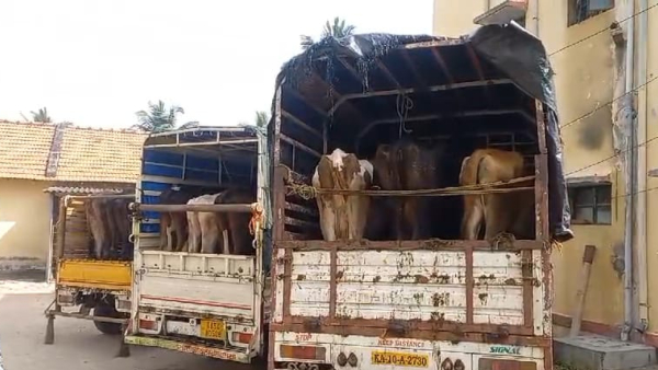 Hindu Organization Rescues Over 25 Cattle on Bengaluru-Dindigul National Highway Hindu Organization Rescues Over 25 Cattle on Bengaluru-Dindigul National Highway
