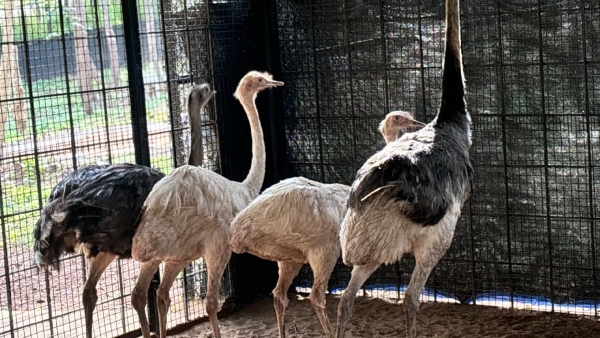 new animals come to shivamogga tyavarekoppa tiger and lion sanctuary from kerala