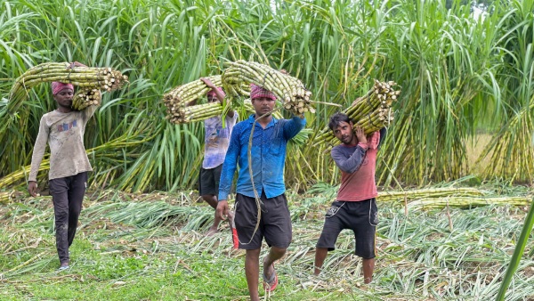 Uttar Kannada District Sets Sugarcane Purchase Price For Farmers