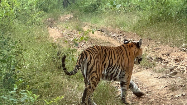 Tiger Cat Walk in Front of Safari Vehicle at Bandipur Viral