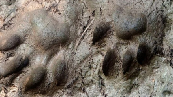 Forest Department Intensive Pperation For finding Tiger In Kodagu District