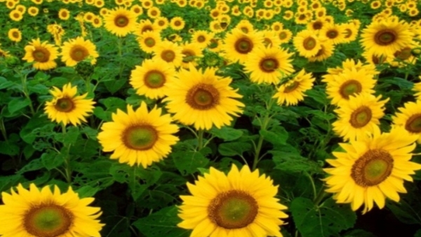 Selfie Lovers Beautiful Vacation In This Place Of Chamarajanagara