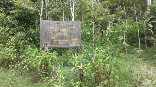 Vanadevi Flourishing In The God s Forests Of Kodagu What Is The Specialty