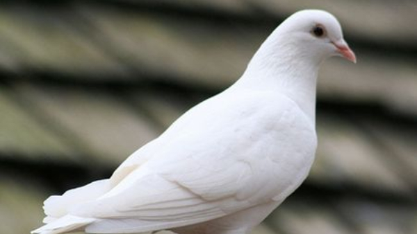 Vastu Shastra Which bird s feather is auspicious if it is in the house