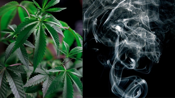 YouTuber grew ganja from her father s ashes amp amp smoking a cigarette from it is viral