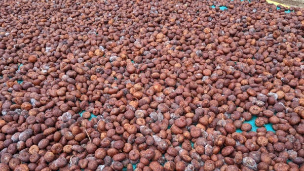 Union Govt Scientific Study On Areca Nut Effect On Human Health