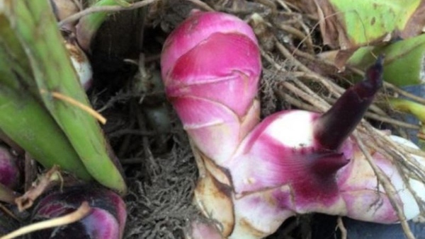 Health Tips What Is The Benefits Of Arrowroot