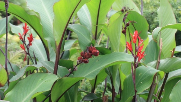 Health Tips What Is The Benefits Of Arrowroot