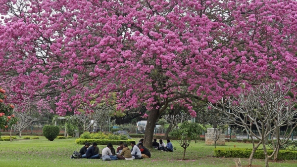 Permission Mandatory For Parties With Over 20 People At Bengaluru Cubbon Park Permission Mandatory For Parties With Over 20 People At Bengaluru Cubbon Park
