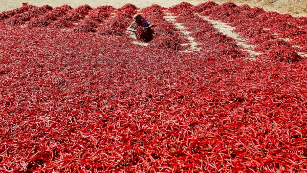 Bangalore Experts Evaluate Chilli Crops In Ballari