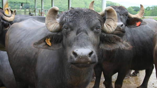 Villagers in Davangere Clash Over Ownership of a Buffalo DNA Test Requested