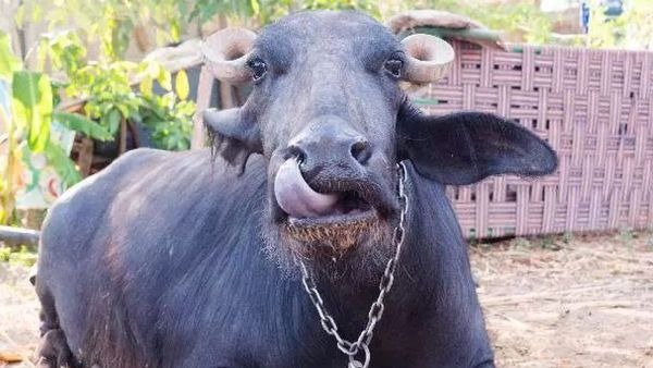 Villagers in Davangere Clash Over Ownership of a Buffalo DNA Test Requested