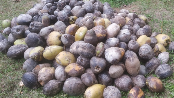 Insurance Scheme Launched For Coconut Harvesters in Tumakuru Insurance Scheme Launched For Coconut Harvesters in Tumakuru