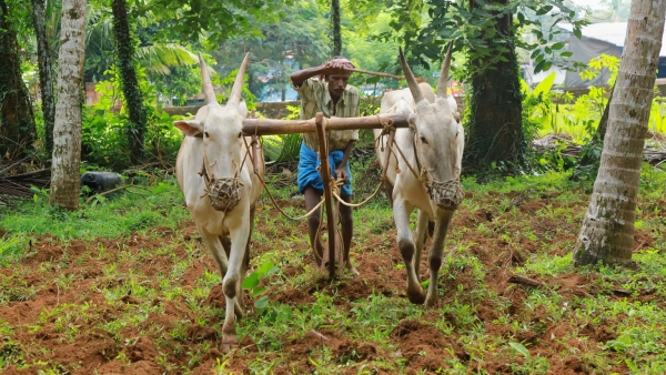 Coconut Tree Insurance Scheme Supporting Farmers
