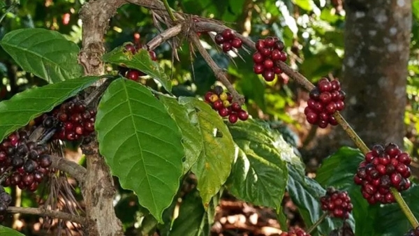 Caution Advised For Coffee Growers Hiring Workers Amid Rising Theft And Labour Shortages