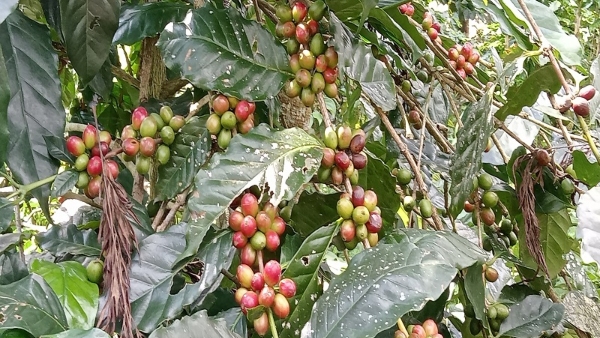 Caution Advised For Coffee Growers Hiring Workers Amid Rising Theft And Labour Shortages