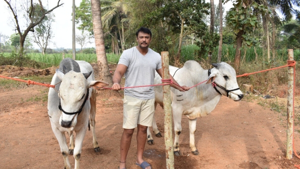 Actor Darshan Thoogudeepa Relaxes At Mysuru Farmhouse Post-Bail In Renukashwami Case