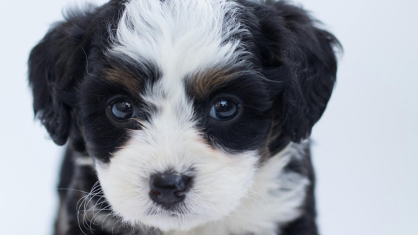 Bengaluru Police booked for Jolly Ride with Dog on Car Roof in Bengaluru