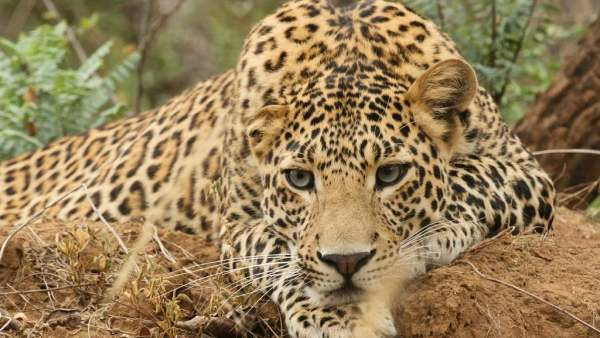 Drones Deployed To Track Elusive Leopard In Chamarajanagar