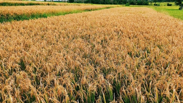 Impact of Fengal Cyclone On Farmers In Old Mysore Region