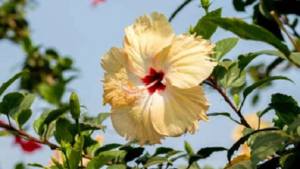 Discover the Remarkable Medicinal Properties of Hibiscus Herb for Health and Wellness